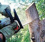 Best Tree Preservation Services  in Wewa, OK