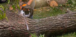 Wewoka, OK Tree Services Company