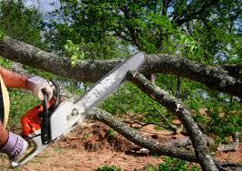 Best Tree Risk Assessment  in Wewa, OK