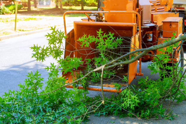 Best Arborist Consultation Services  in Wewa, OK