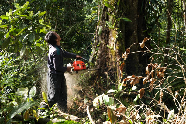 Best Arborist Consultation Services  in Wewa, OK