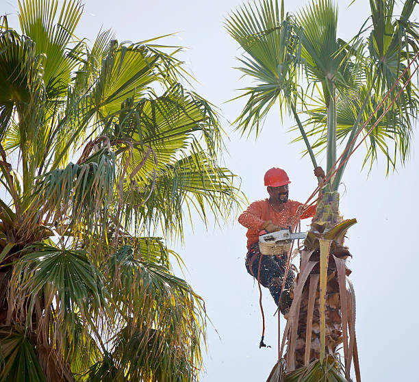 Best Fruit Tree Pruning  in Wewa, OK