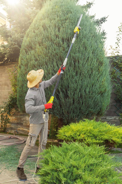 Best Hazardous Tree Removal  in Wewa, OK