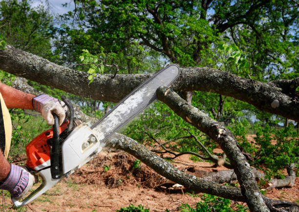 Best Tree Maintenance Programs  in Wewa, OK