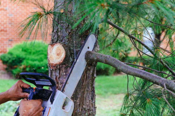 Best Lawn Dethatching  in Wewa, OK