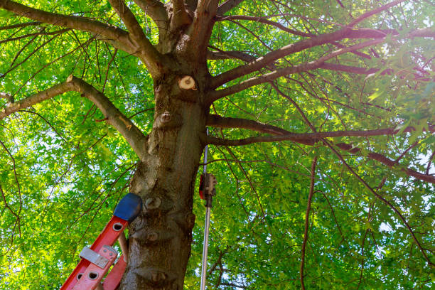 How Our Tree Care Process Works  in  Wewoka, OK